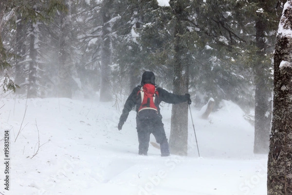 Fototapeta Traveler makes his way through snowdrifts in the forest during blizzards