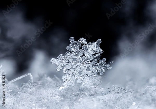 Fototapeta snowflake on snow, snow