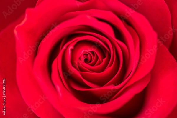 Obraz Flower, Red Rose, Macro