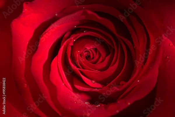 Obraz Flower, Red Rose, Macro