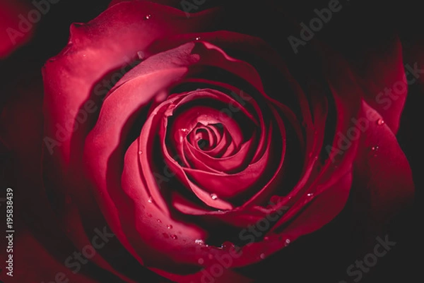 Obraz Flower, Red Rose, Macro