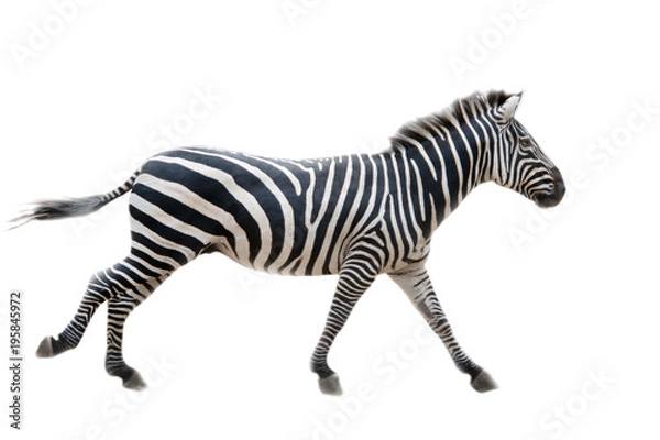 Obraz Zebra,