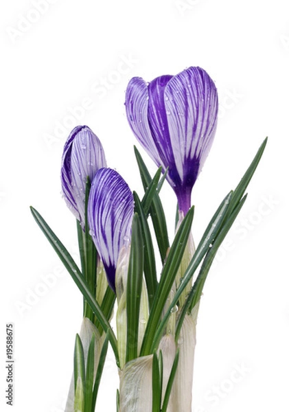 Obraz spring flowers crocus on white background