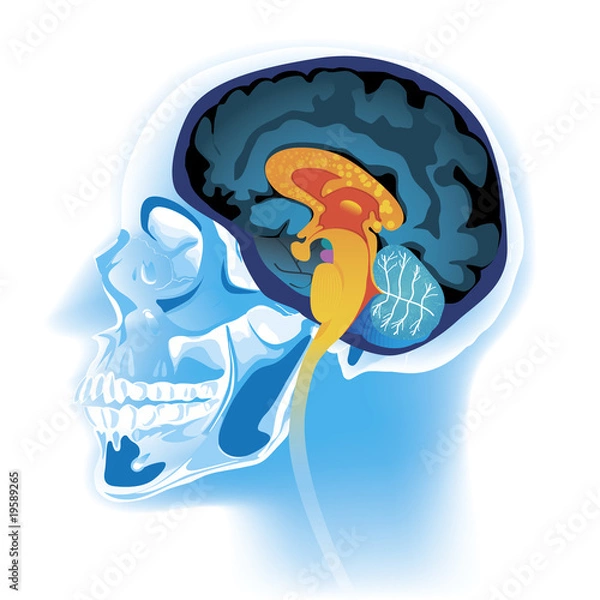 Fototapeta Head scan