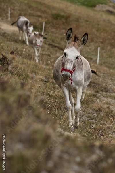 Obraz trois ânes 