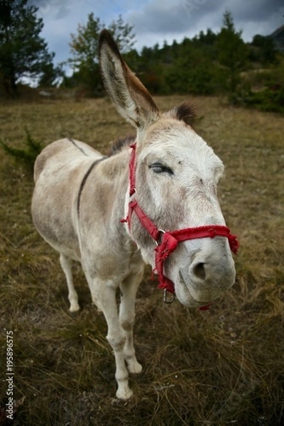 Fototapeta âne qui souri