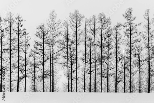 Fototapeta abstract black and white tree