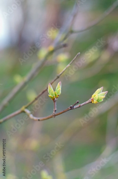 Fototapeta Beginning of spring. New green leaves and violet blossoms appeared on tree branch