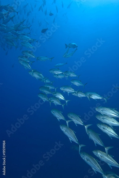 Obraz Shoal of tropical fish