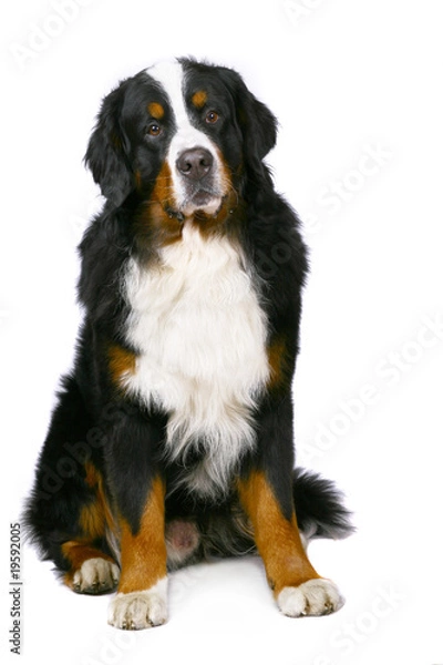 Fototapeta Bern sheepdog isolated on a white background.