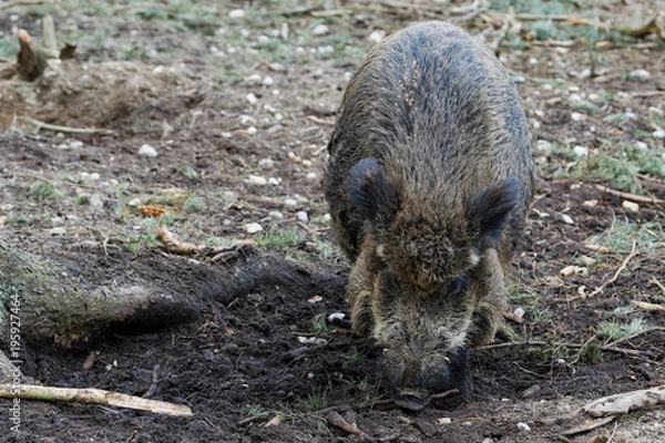 Fototapeta Wild Boar (Sus Scrofa) in the forest