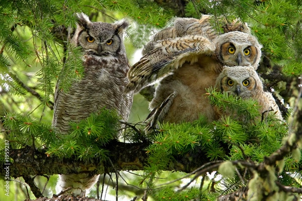 Obraz rogata rodzina