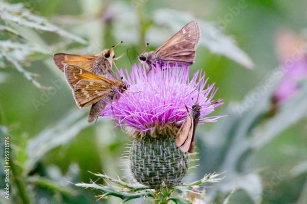 Obraz Four Moths on a Thistle