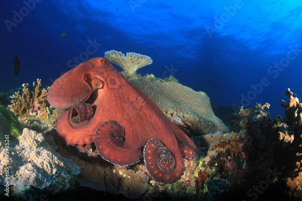Fototapeta Reef Octopus