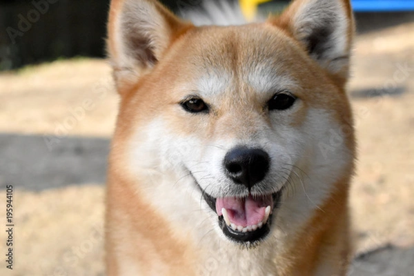 Obraz 柴犬・笑顔