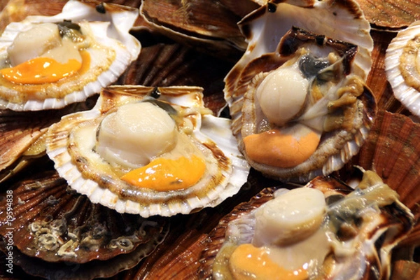 Obraz Coquilles Saint-Jacques