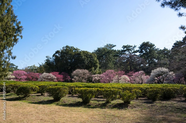 Fototapeta 梅林　栗林公園(香川県)南梅林