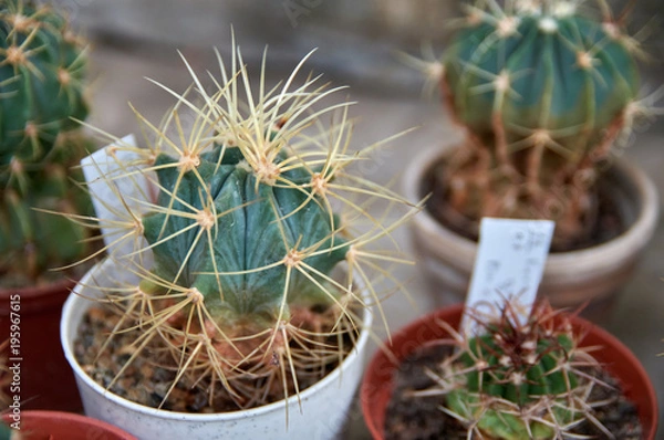 Fototapeta Spiny cactus with long curved yellow thorns in pot.