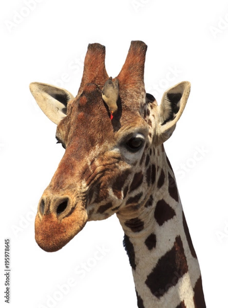 Fototapeta Giraffe portrait with oxpecker bird isolated on white background