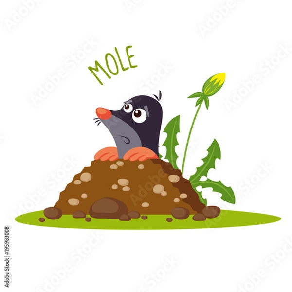 Obraz Mole vector illustration