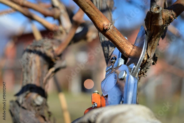 Obraz man pruning vines in winter