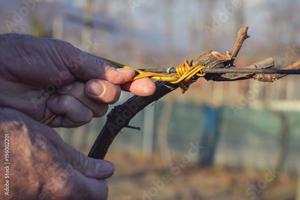 Fototapeta man tying vines using ancient method