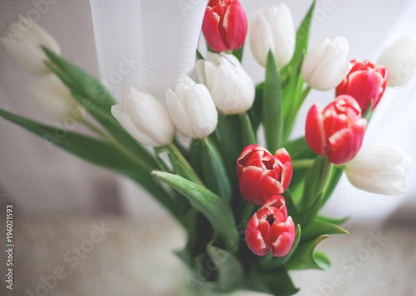 Fototapeta A bouquet of tulips is red and white. Spring concept. Top view