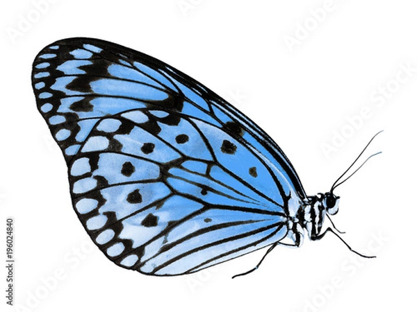 Fototapeta A paper kite butterfly, rice paper butterfly or large tree nymph, Idea leuconoe, The big white butterfly sits with its wings closed. Side view, isolated on white background, color change to blue.