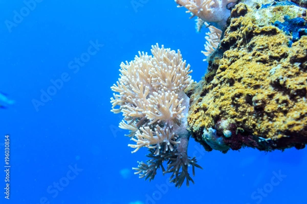 Obraz White coral on a reef of the red sea.