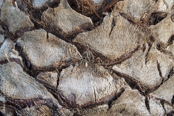 Fototapeta The texture of the trunk of the palm tree.