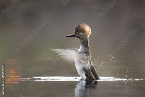 Fototapeta A juvenile male Hooded Merganser flaps its wings quickly as they blur and water drops fly everywhere in the soft morning light on a pond.