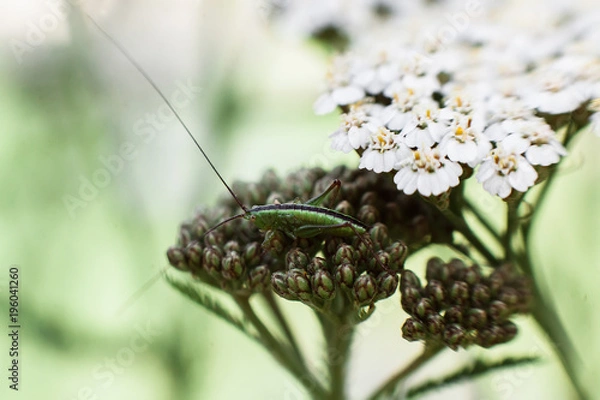 Obraz Grasshopper in grass
