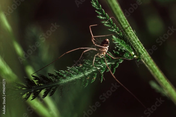 Obraz spider on a green branch