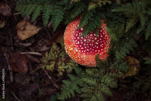 Obraz Fly agaric mushroom