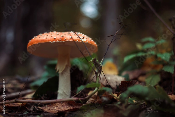 Obraz Fly agaric mushroom