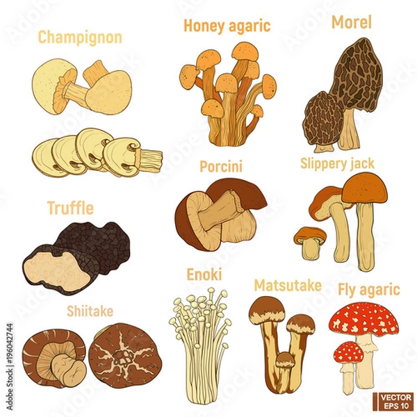 Obraz set of hand-drawn mushroom