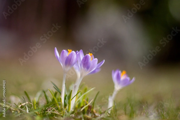 Fototapeta Spring flowers blooming in march