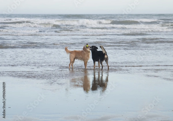 Obraz Chien jouant dans la mer