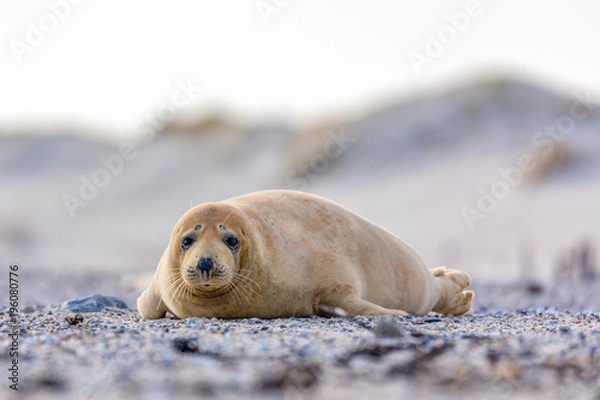 Obraz Young seal on stone beach