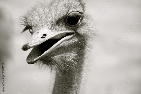 Obraz Bukiet, czarno-biały