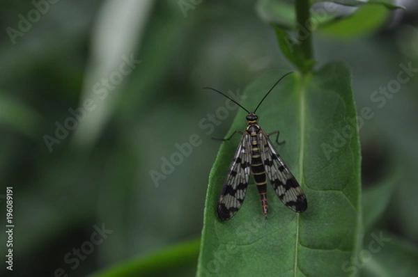 Obraz Skorpionsfliege