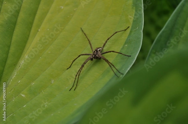 Obraz Krabbenspinne Männlich