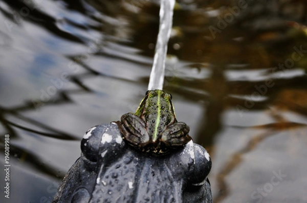 Obraz Pelophylax esculentus