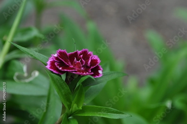 Obraz Bartnelke Magenta