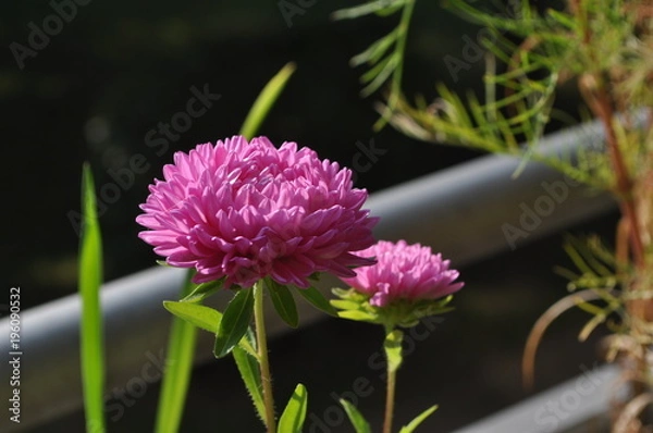 Obraz Rosa Chrysantheme