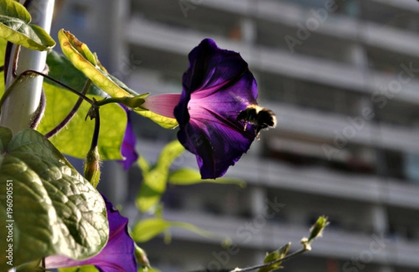 Obraz Hummel an Blüte