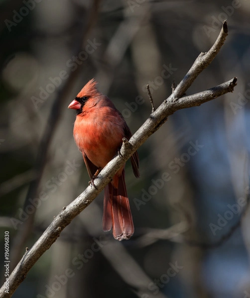 Fototapeta Cardinal