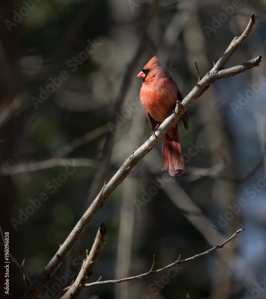 Fototapeta Cardinal