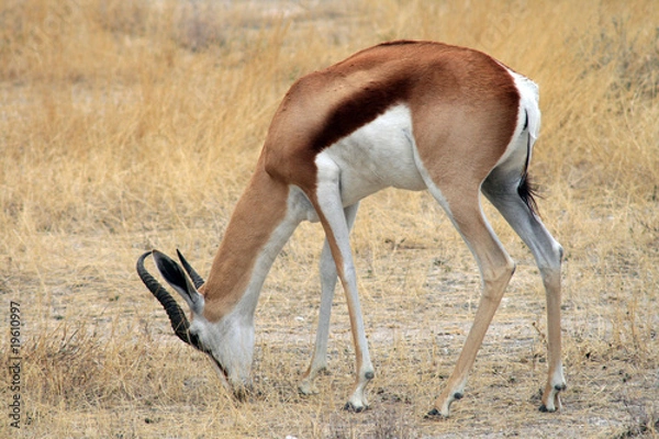 Fototapeta Springbok