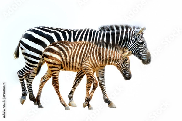 Obraz Zebra,